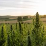 Chanvre nouvelle aquitaine : les opportunités d’une filière durable et innovante