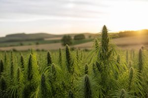 Chanvre nouvelle aquitaine : les opportunités d’une filière durable et innovante