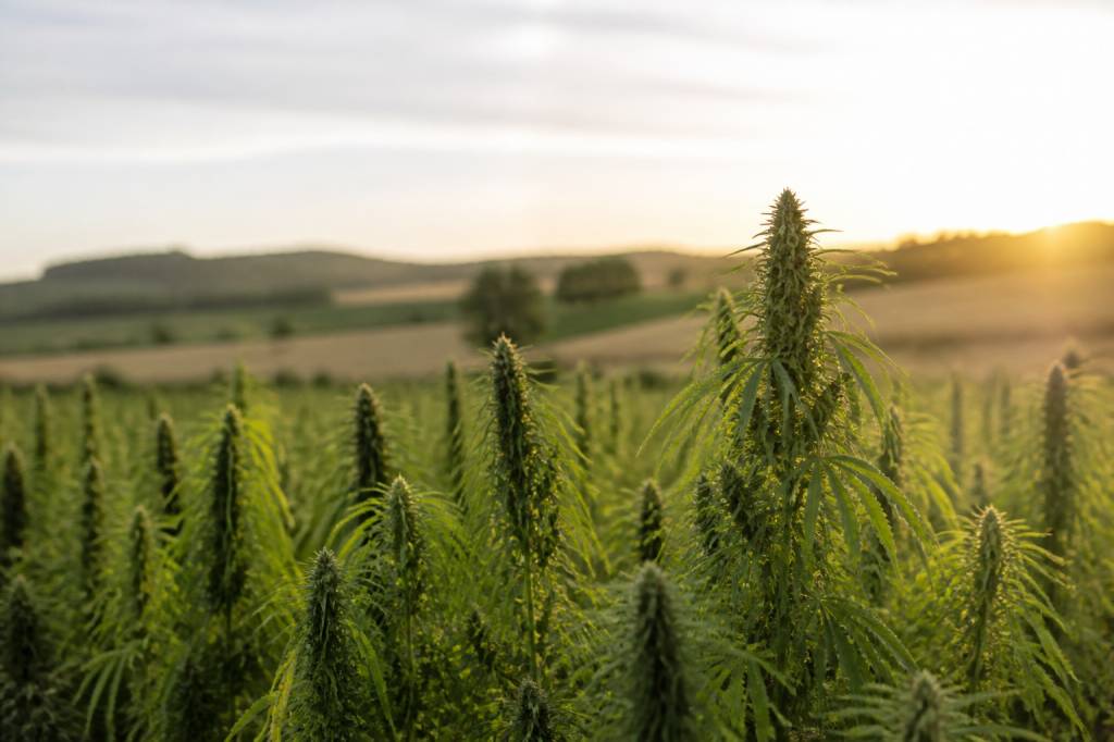 Chanvre nouvelle aquitaine : les opportunités d’une filière durable et innovante
